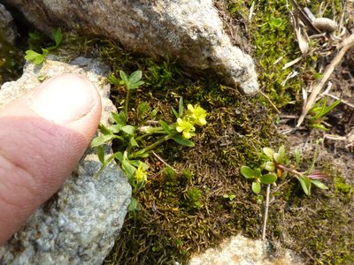 Ranunculus pygmaeus, photographed by J Straka