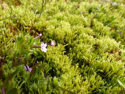 Epilobium anagallidifolium, photographed by J Straka
