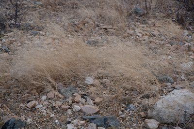 Aristida oligantha, photographed by Bonnie Semmling