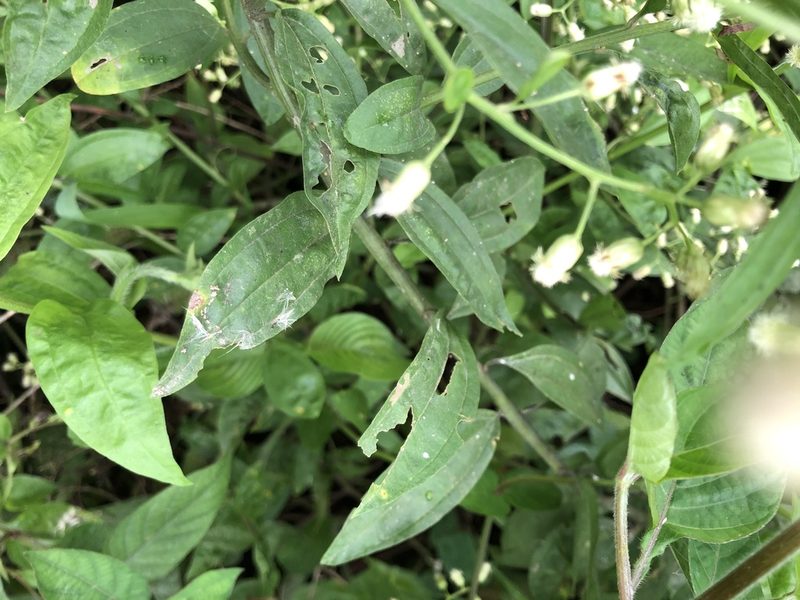 Baccharis trinervis, photographed by Skjold Søndergaard