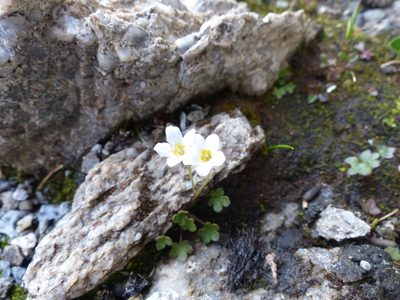 Romanzoffia sitchensis, photographed by J Straka