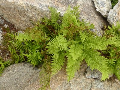 Athyrium americanum, photographed by J Straka