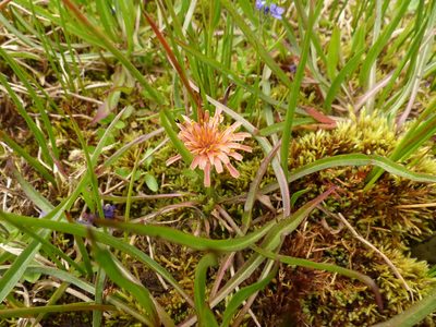 Agoseris aurantiaca, photographed by J Straka