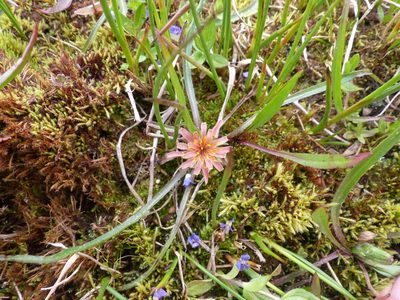Agoseris aurantiaca, photographed by J Straka