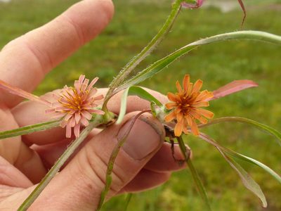 Agoseris aurantiaca, photographed by J Straka