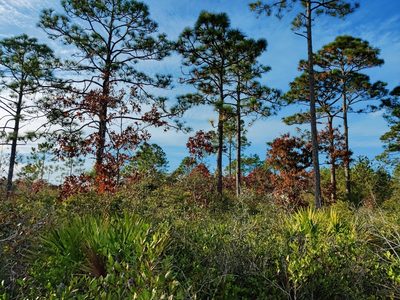 Quercus laevis, photographed by Scott Allen Davis