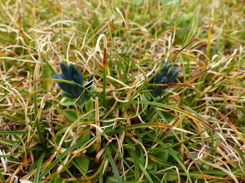 Gentiana glauca, photographed by J Straka