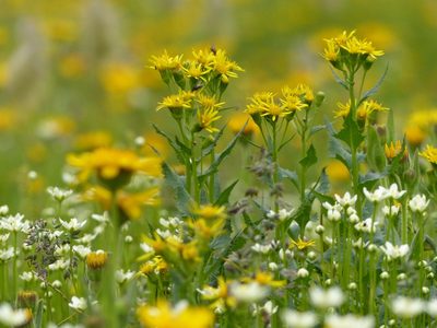 Senecio triangularis, photographed by J Straka