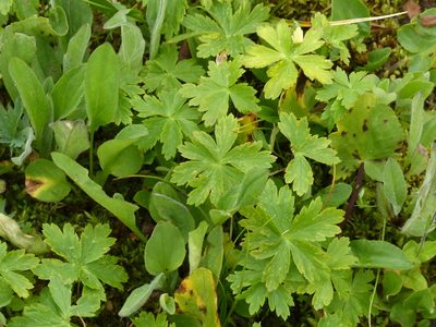 Trollius albiflorus, photographed by J Straka