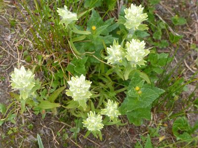 Castilleja occidentalis, photographed by J Straka