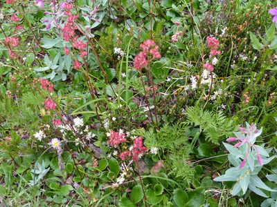 Leptarrhena pyrolifolia, photographed by J Straka