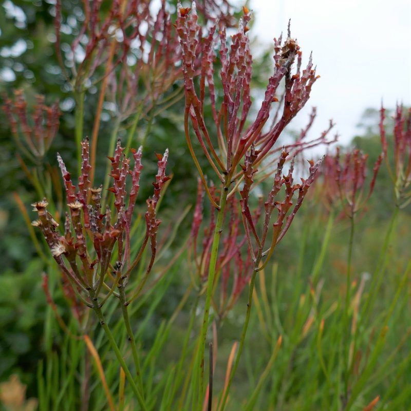 Conospermum longifolium, photographed by Gary Williams