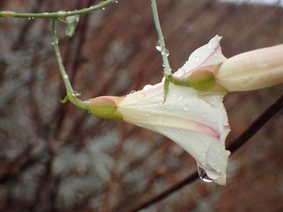 Calystegia purpurata, photographed by George Williams