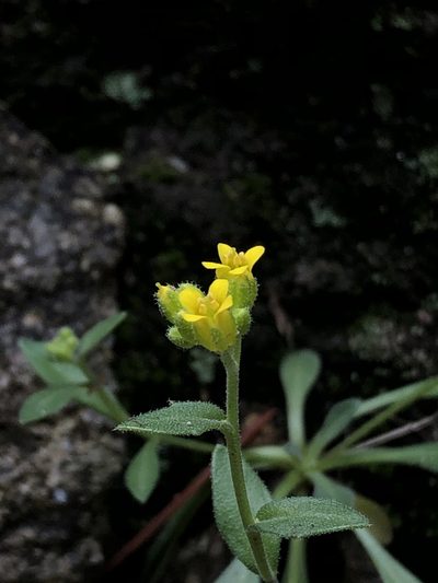 Draba petrophila, photographed by Jared Shorma
