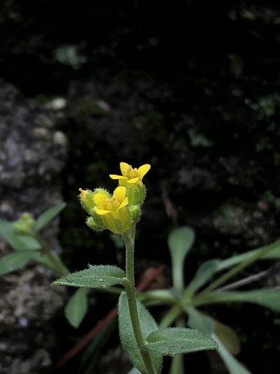 Draba petrophila, photographed by Jared Shorma