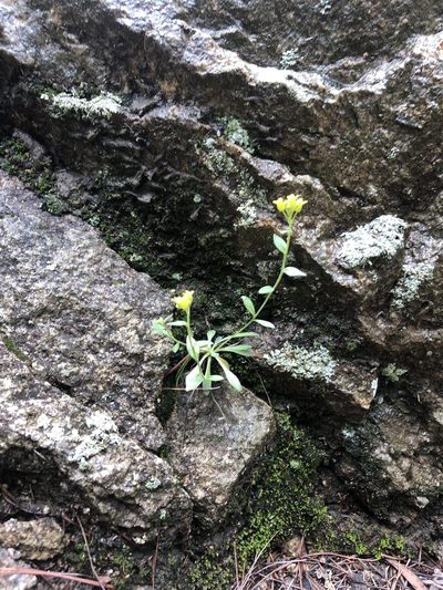 Draba petrophila, photographed by Jared Shorma
