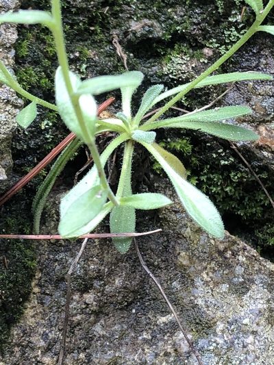 Draba petrophila, photographed by Jared Shorma