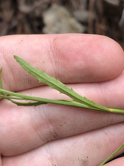 Baccharis thesioides, photographed by Jared Shorma