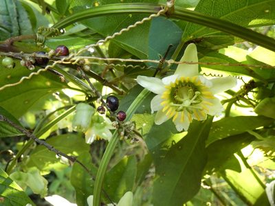 Passiflora biflora, photographed by Kai Squires