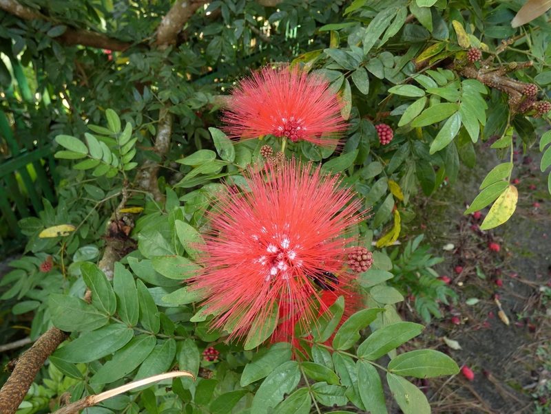 Calliandra haematocephala, photographed by Kai Squires