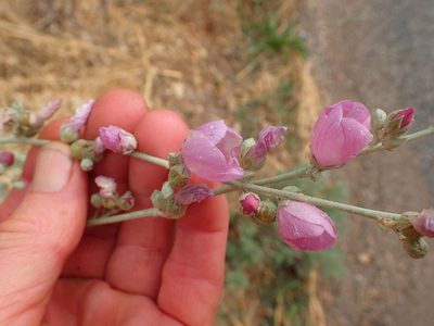 Malacothamnus nuttallii, photographed by George Williams