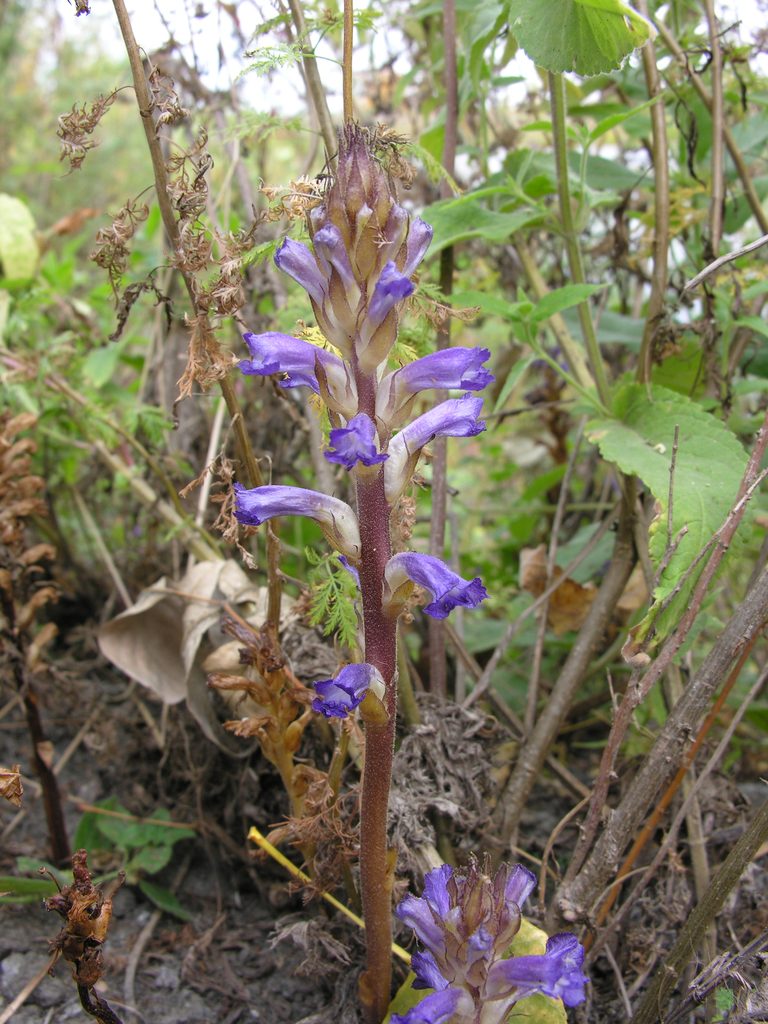 Orobanche cumana, photographed by Eugene Popov