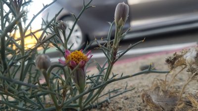 Nicolletia occidentalis, photographed by Mitch Van Dyke