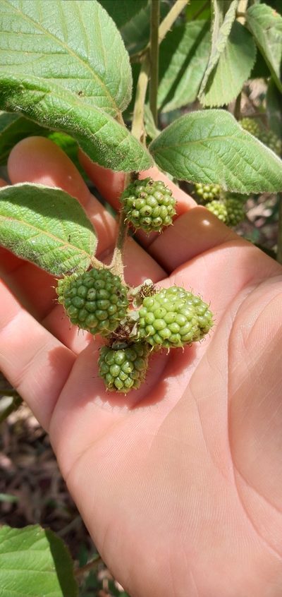 Rubus neobrasiliensis, photographed by Edson Luis Fabro Gasperin