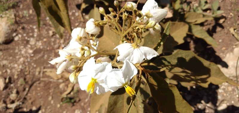 Solanum variabile, photographed by Edson Luis Fabro Gasperin