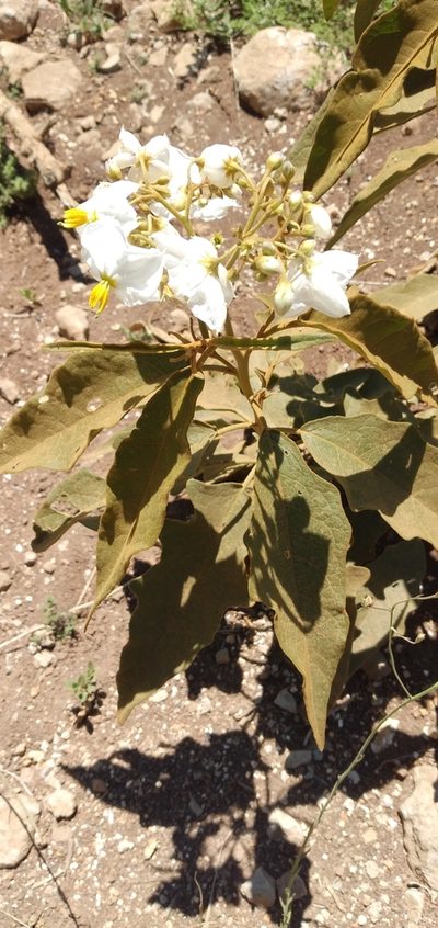 Solanum variabile, photographed by Edson Luis Fabro Gasperin
