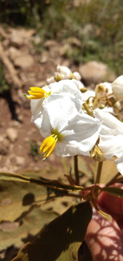 Solanum variabile, photographed by Edson Luis Fabro Gasperin