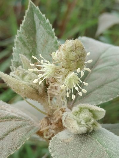 Croton subpannosus, photographed by Tomás Carranza Perales