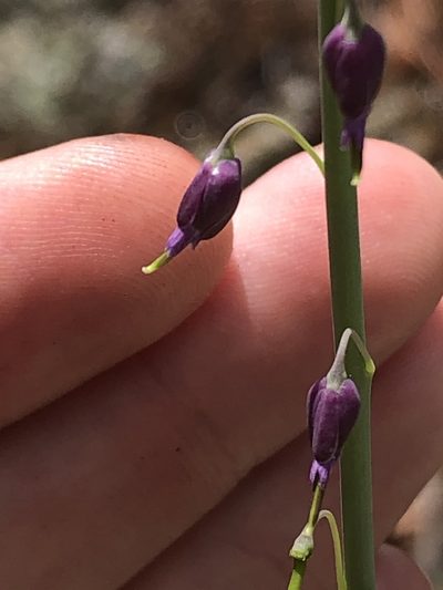 Pennellia longifolia, photographed by Jared Shorma