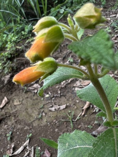 Sinningia incarnata, photographed by Nicolás Baresch Uribe