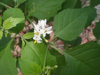 Solanum douglasii, photographed by George Williams