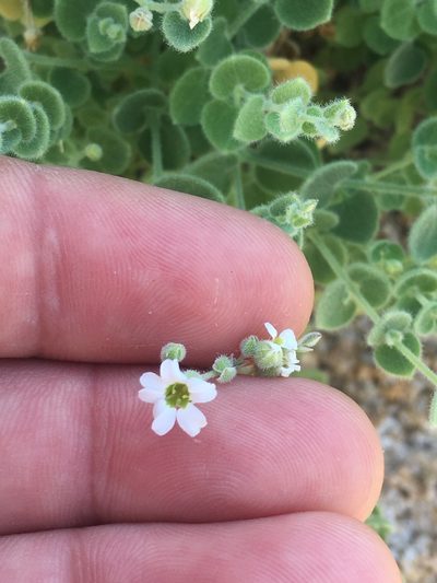 Drymaria debilis, photographed by Adam J. Searcy
