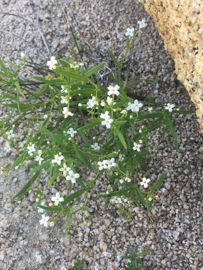 Stenotis arenaria, photographed by Adam J. Searcy