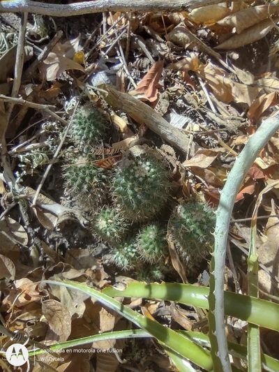 Mammillaria karwinskiana, photographed by Olvin Wilfredo Oyuela