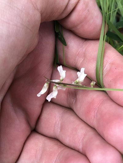 Vicia pulchella, photographed by Jared Shorma