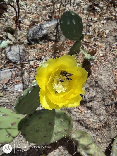 Opuntia guatemalensis, photographed by Olvin Wilfredo Oyuela