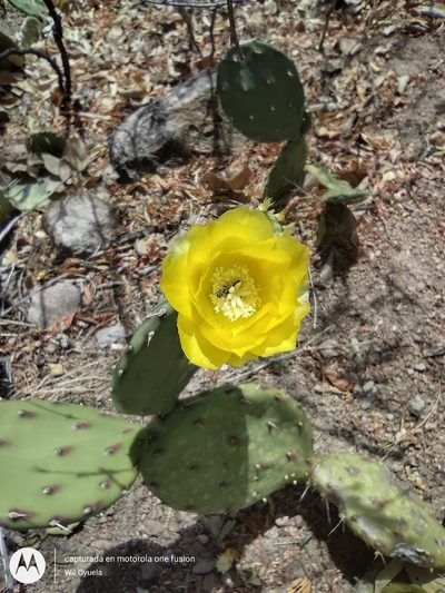 Opuntia guatemalensis, photographed by Olvin Wilfredo Oyuela