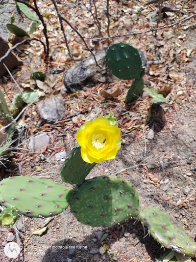 Opuntia guatemalensis, photographed by Olvin Wilfredo Oyuela