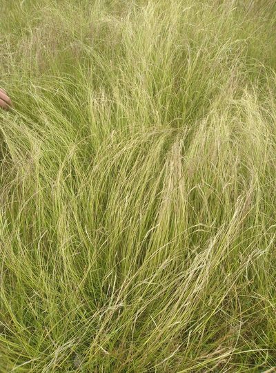 Rytidosperma merum, photographed by Joe Potter Butler