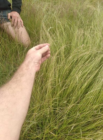 Rytidosperma merum, photographed by Joe Potter Butler