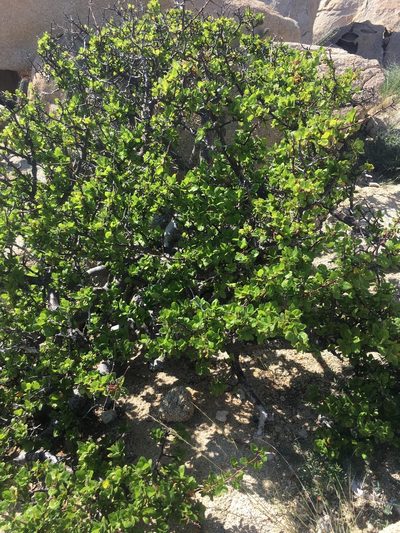 Bursera hindsiana, photographed by Adam J. Searcy