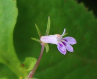Lobelia heyneana, photographed by Shiwalee Samant