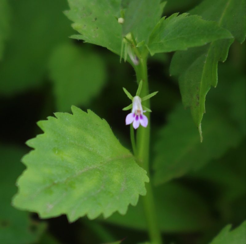 Lobelia heyneana, photographed by Shiwalee Samant
