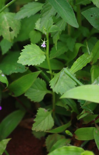 Lobelia heyneana, photographed by Shiwalee Samant