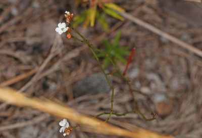 Stipulicida setacea, photographed by Judy Gallagher