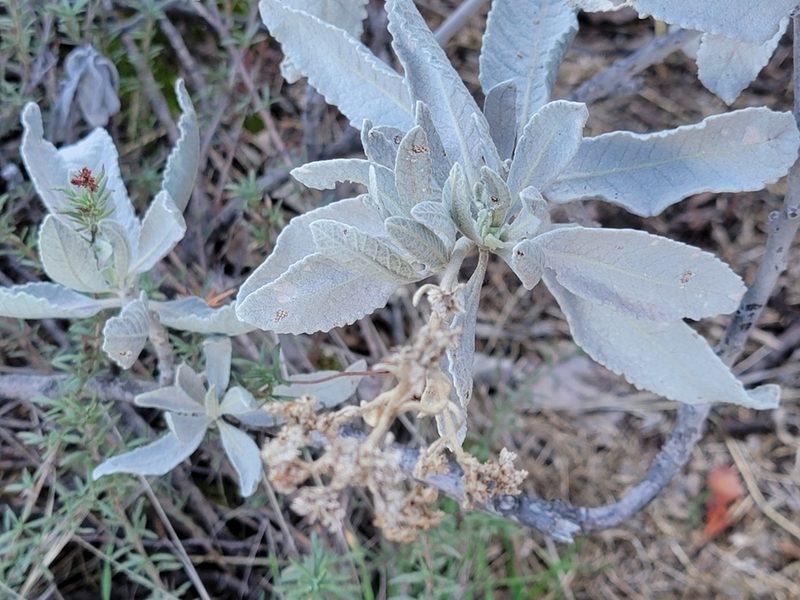 Eriodictyon tomentosum, photographed by Theo Summer